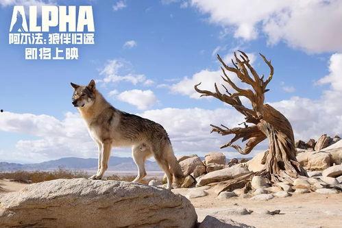 狼狼影院在线观看免费,免费畅享，在线观影新体验  第1张